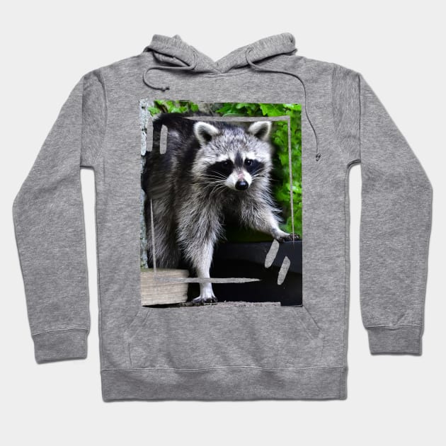 Cute Raccoon Hoodie by DeVerviers